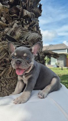 2 RENKLİ FRENCH BULLDOG YAVRULARI ÇİFTLİKTEN