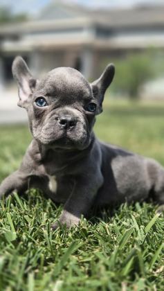 BLUE FRENCH BULLDOG YAVRULARI