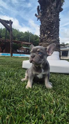 2 RENKLİ FRENCH BULLDOG YAVRULARI ÇİFTLİKTEN