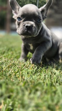 BLUE FRENCH BULLDOG YAVRULARI