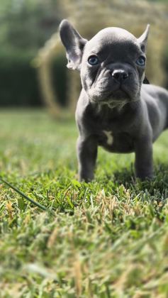 BLUE FRENCH BULLDOG YAVRULARI