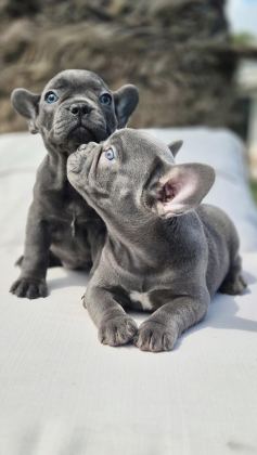 FRENCH BULLDOG YAVRULARI ÇİFTLİKTEN