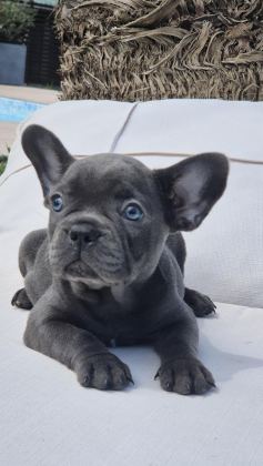 FRENCH BULLDOG YAVRULARI ÇİFTLİKTEN