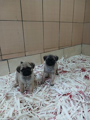 AKKUŞ ÜRETİM ÇİFTLİĞİNDEN PUG YAVRULARI