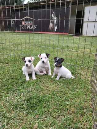 AKKUŞ ÜRETİM ÇİFTLİĞİNDEN JACK RUSSELL YAVRULARI