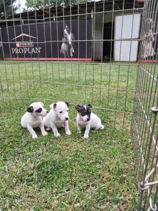 AKKUŞ ÜRETİM ÇİFTLİĞİNDEN JACK RUSSELL YAVRULARI