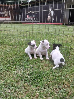 AKKUŞ ÜRETİM ÇİFTLİĞİNDEN JACK RUSSELL YAVRULARI