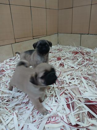 AKKUŞ ÜRETİM ÇİFTLİĞİNDEN PUG YAVRULARI
