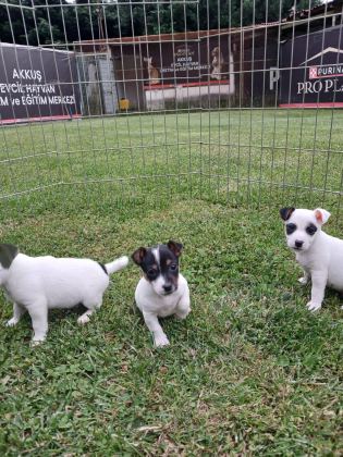 AKKUŞ ÜRETİM ÇİFTLİĞİNDEN JACK RUSSELL YAVRULARI
