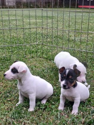 AKKUŞ ÜRETİM ÇİFTLİĞİNDEN JACK RUSSELL YAVRULARI