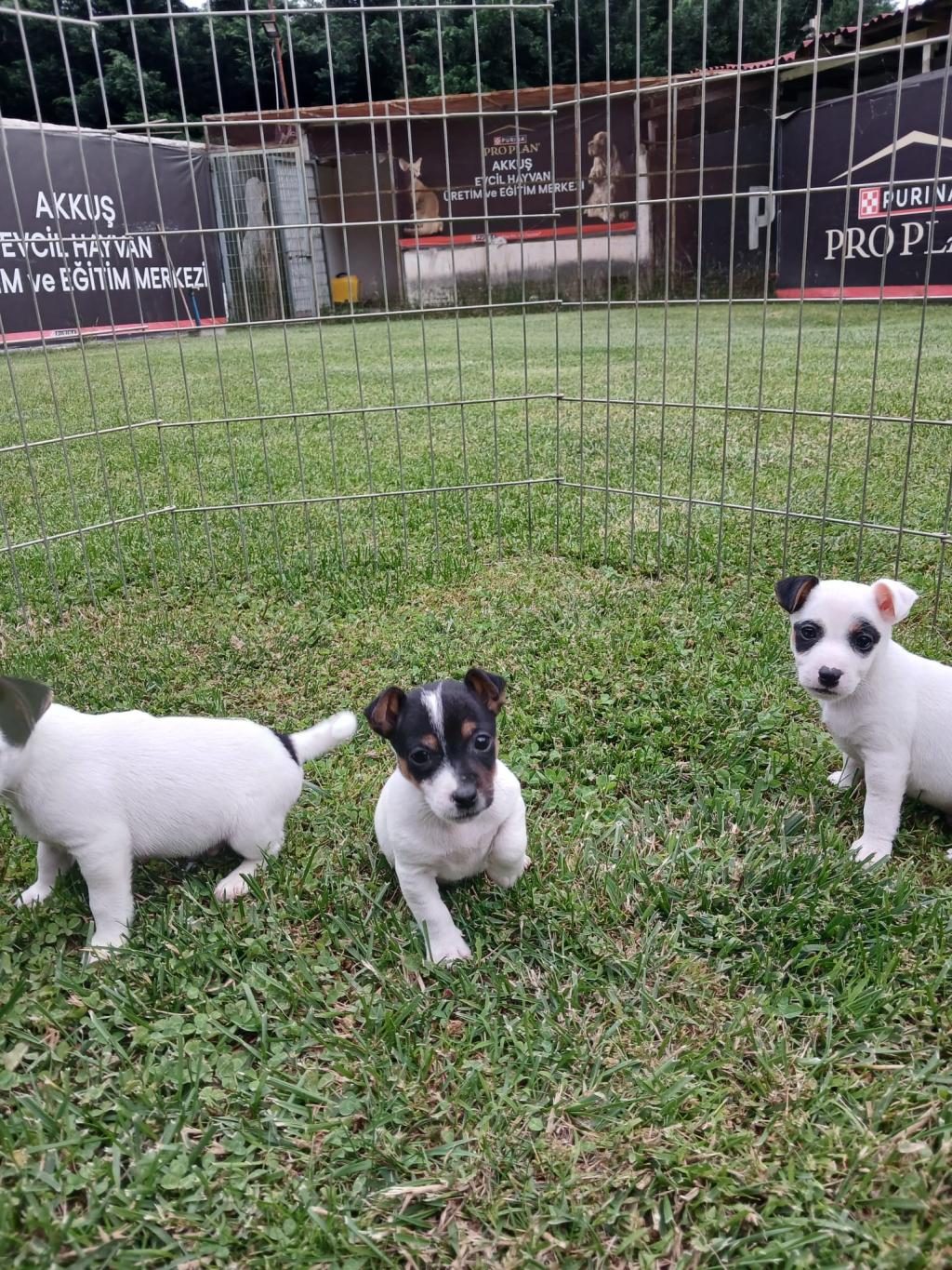 AKKUŞ ÜRETİM ÇİFTLİĞİNDEN JACK RUSSELL YAVRULARI
