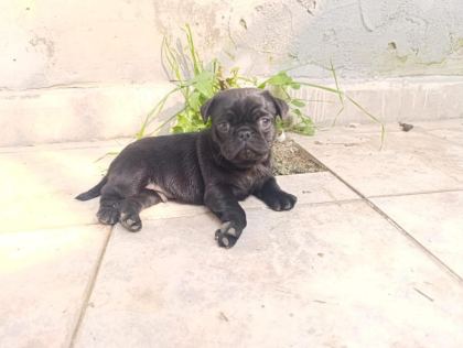 SAHİBİNDEN 3 AYLIK SİYAH ERKEK YAVRU PUG