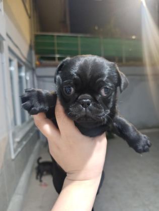 SAHİBİNDEN 3 AYLIK SİYAH ERKEK YAVRU PUG