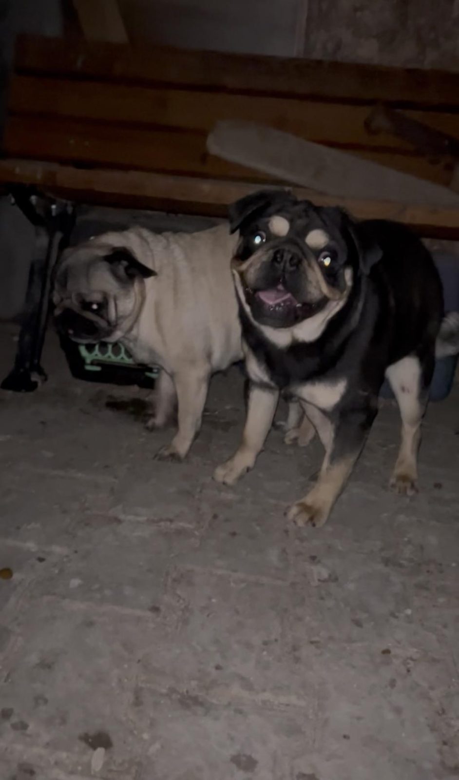 PUG YAVRULAR ŞUAN DA SADECE REZERVEYE AÇIK
