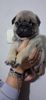 PUG MOPS BEBEKLER