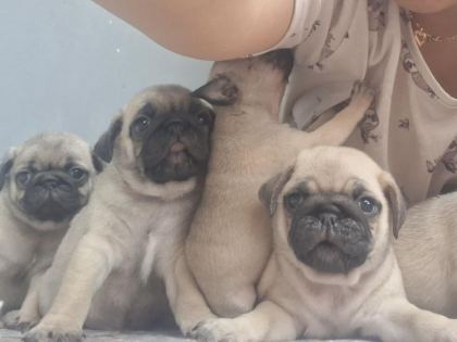 DİŞİ ERKEK PUG MOPS