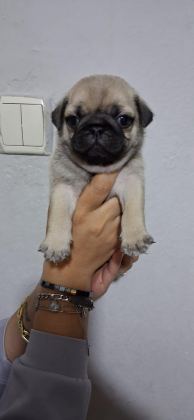 PUG MOPS BEBEKLER