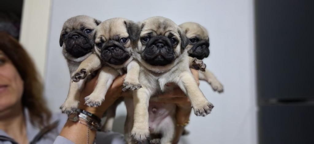 PUG MOPS BEBEKLER