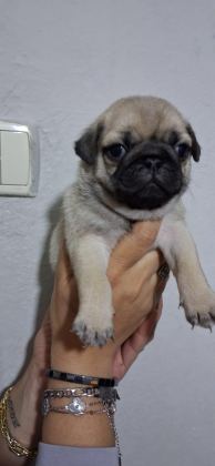 PUG MOPS BEBEKLER