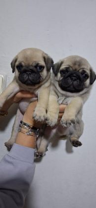 PUG MOPS BEBEKLER