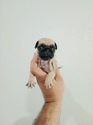 PUG MOBS BEBEKLER