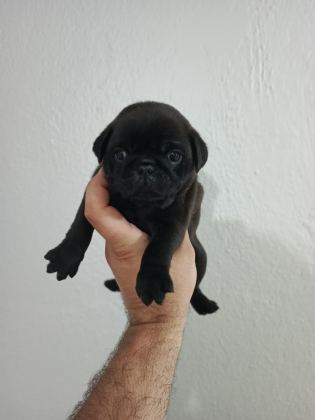 PUG MOBS BEBEKLER