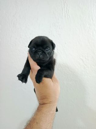 PUG MOBS BEBEKLER