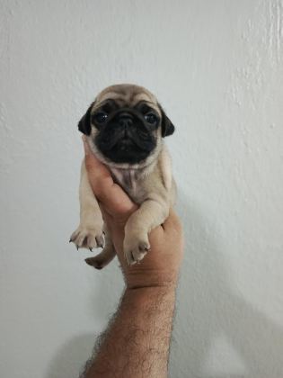PUG MOBS BEBEKLER