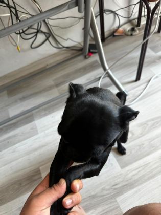 SON A KALİTE PUG YAVRUMUZ