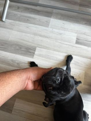 SON A KALİTE PUG YAVRUMUZ