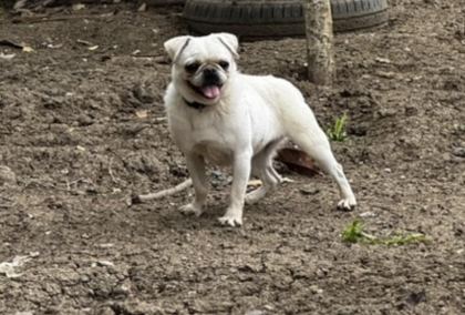 PLATİUM PUG ÖZEL OLMAK İSTEYENLERE