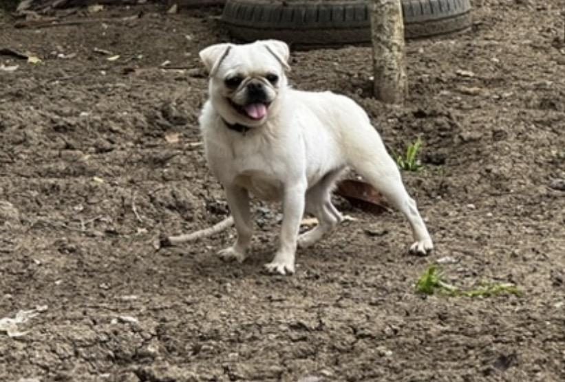 PLATİUM PUG ÖZEL OLMAK İSTEYENLERE