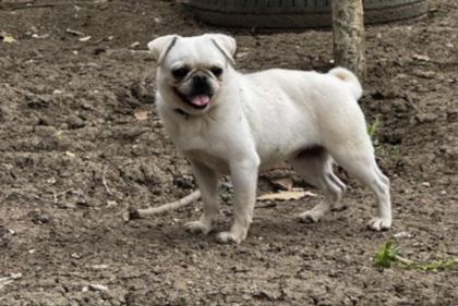 PLATİUM PUG ÖZEL OLMAK İSTEYENLERE