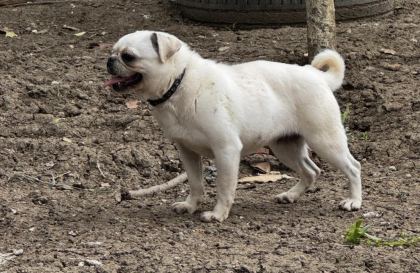 PLATİUM PUG ÖZEL OLMAK İSTEYENLERE