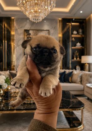 PUG MOBS YAVRULARIMIZ