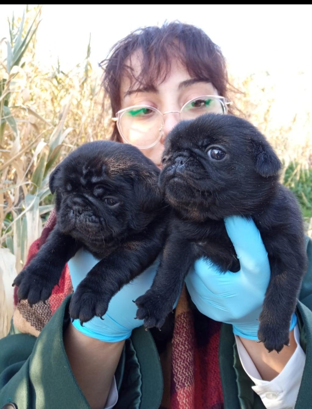 SIYAH BLACK PUG YAVRULARIMIZ