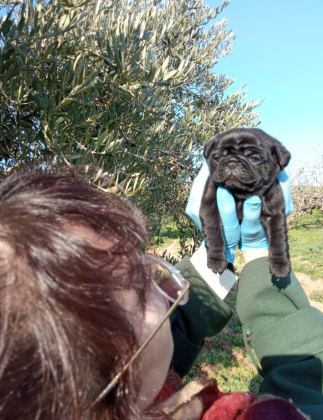SIYAH BLACK PUG YAVRULARIMIZ