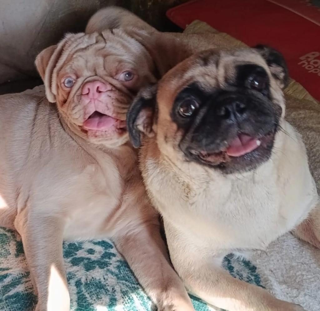 UYSAL PUG KIZ