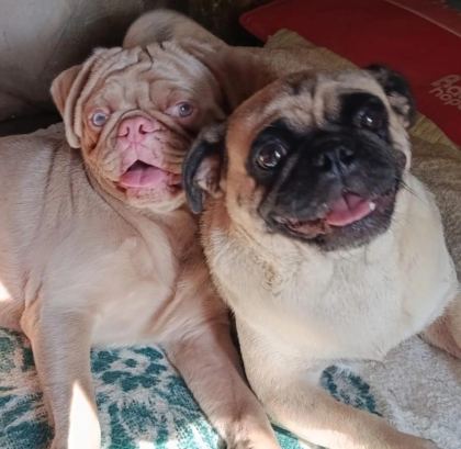UYSAL PUG KIZ