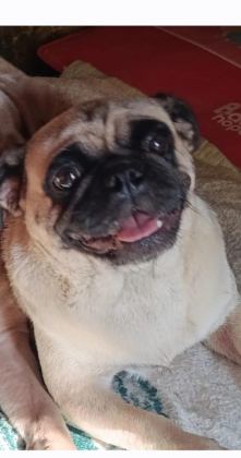 UYSAL PUG KIZ
