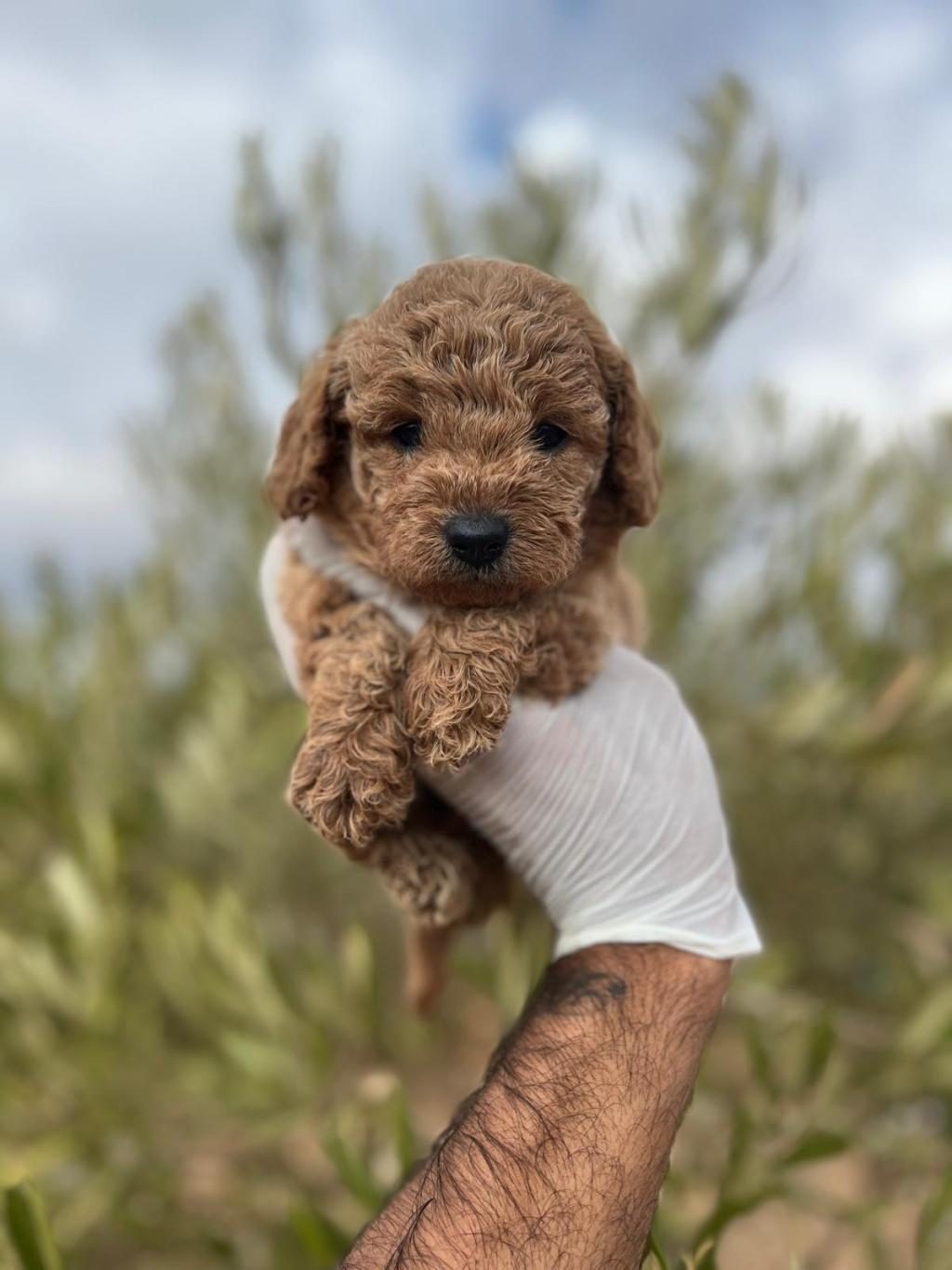 SAĞLIKLI POODLE YAVRULAR