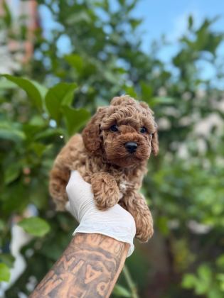 SAĞLIKLI POODLE YAVRULAR