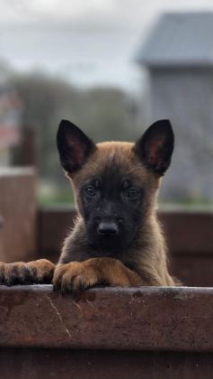 SAĞLIKLI MALİNOİS KÖPEKLERİ YAVRULAR