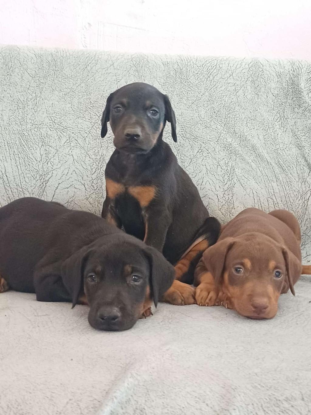 SAĞLIKLI DOBERMAN KÖPEĞİ YAVRULAR