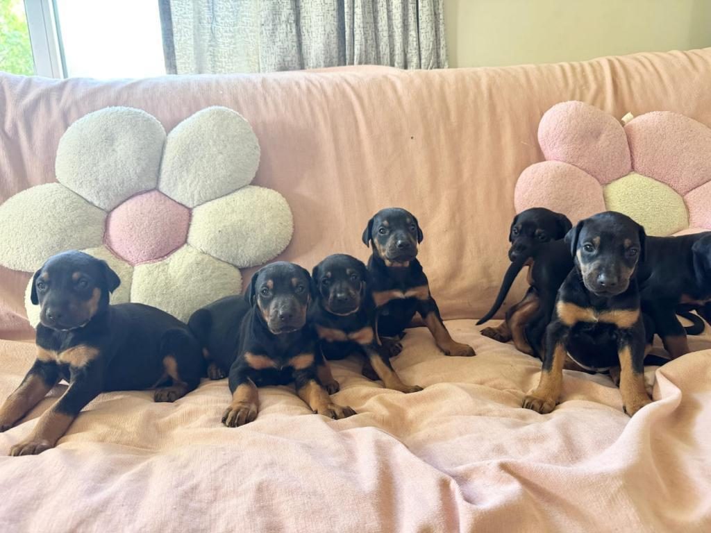 SAĞLIKLI DOBERMAN YAVRULARI