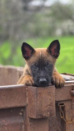 SAĞLIKLI MALİNOİS KÖPEKLERİ YAVRULAR