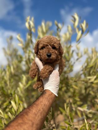 SAĞLIKLI POODLE YAVRULAR