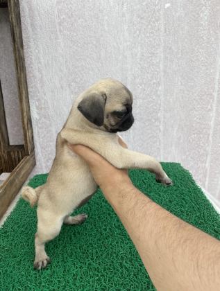 PUG MOPS YAVRULAR SIFIR BURUN GÜL KUYRUK