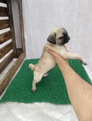 PUG MOPS YAVRULAR SIFIR BURUN GÜL KUYRUK