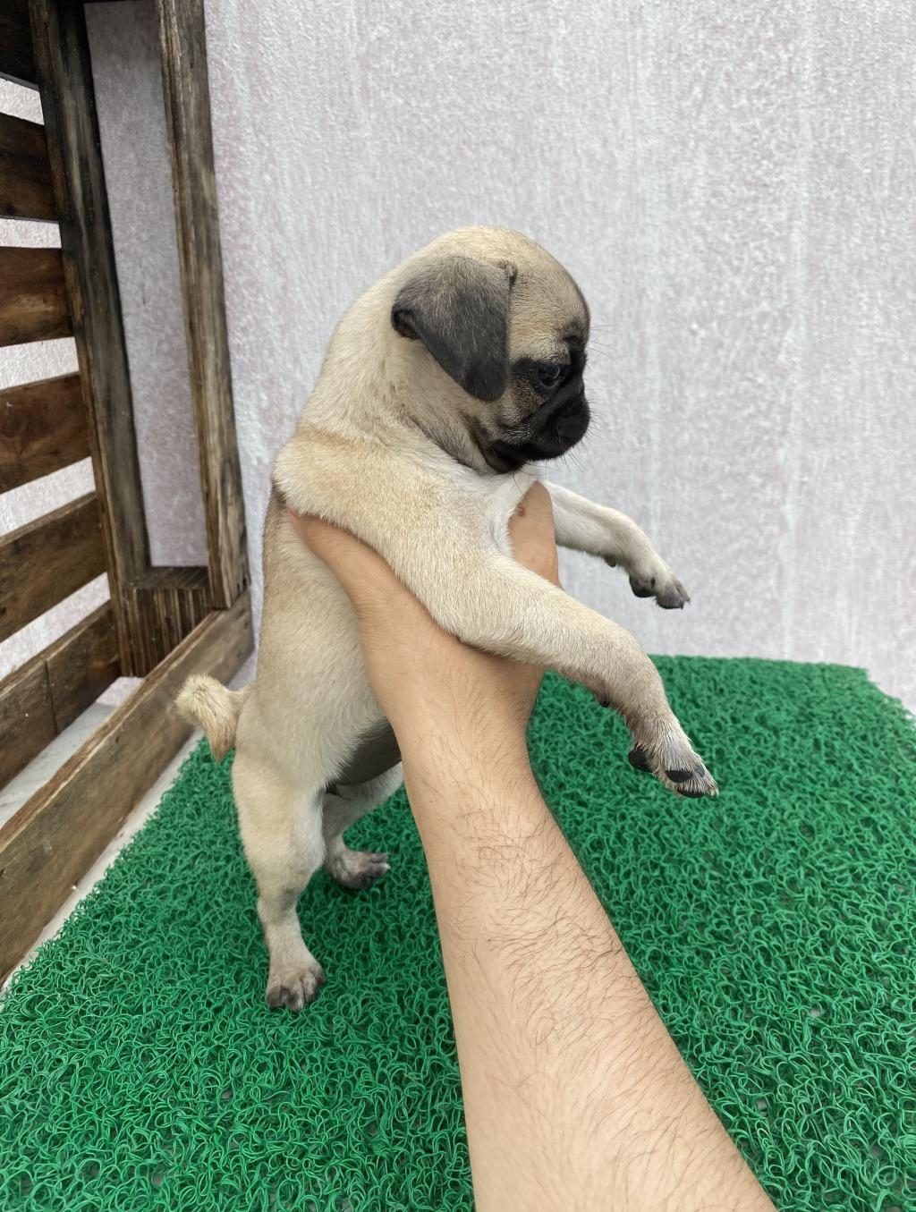 PUG MOPS YAVRULAR SIFIR BURUN GÜL KUYRUK